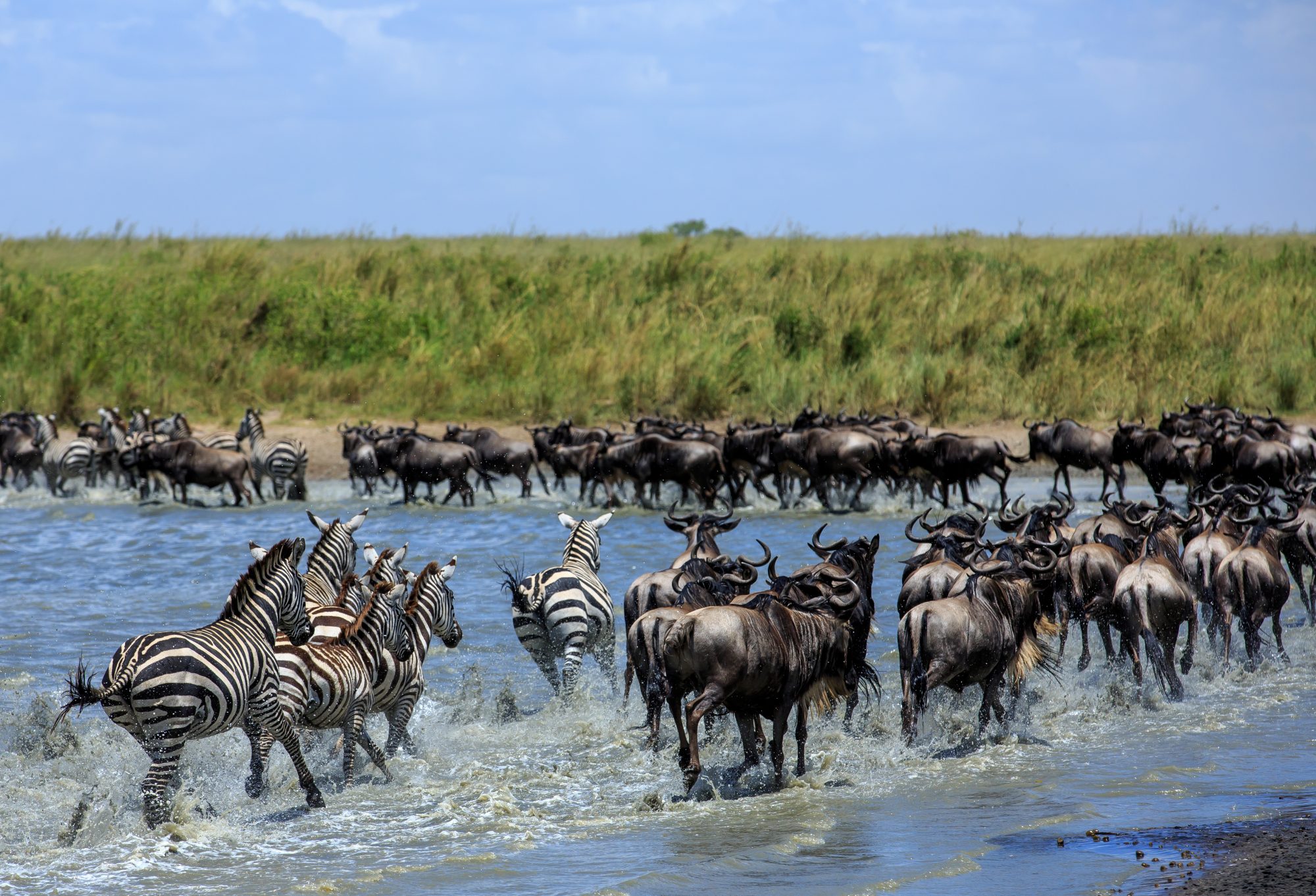 Wildlife migrations are collapsing in East Africa