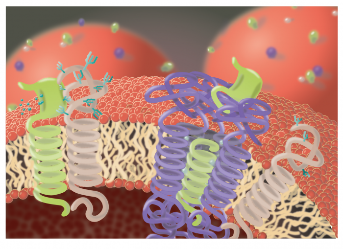 Figure 1: Regulation of protein glycosylation by SPPL3, illustrated by Charlotte Spitz