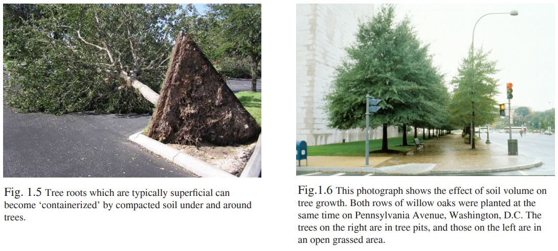 Figure 1.5 - Tree roots