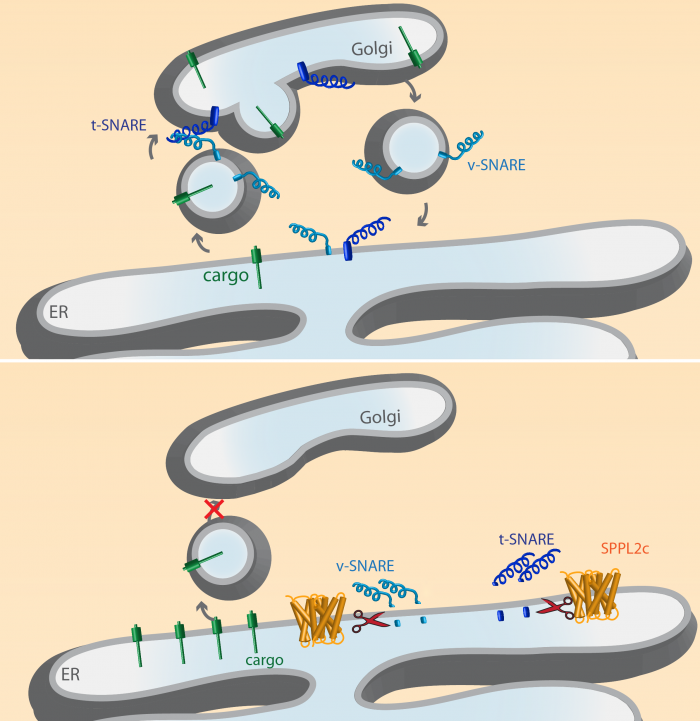 Figure 2: Vesicle transport under normal conditions (a) and in maturating sperms expressing SPPL2c (b), illustrated by Alkmini Papadopoulou