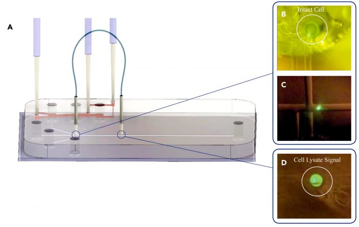 Microfluidic Device and Fiberoptics