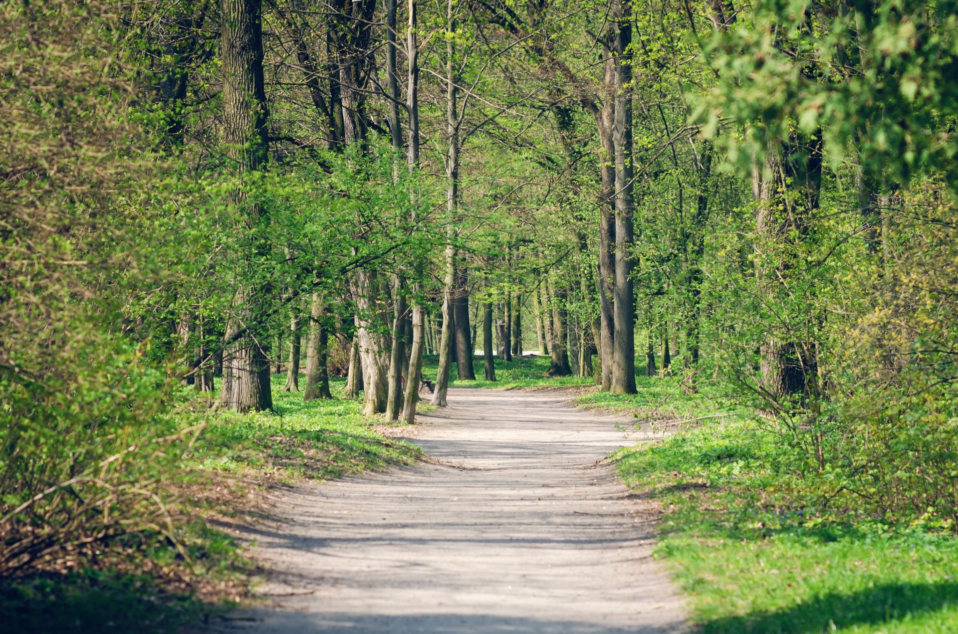 £10 million government fund awarded to plant over 130,000 trees