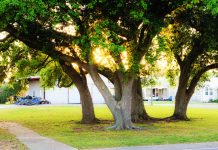 building better oaks, urban environments