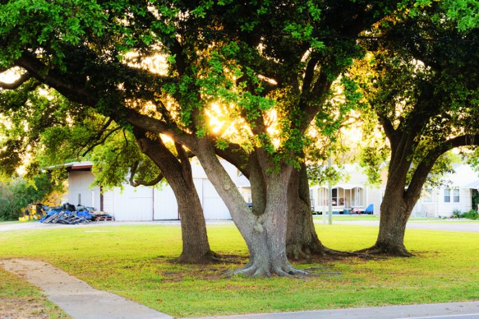 building better oaks, urban environments