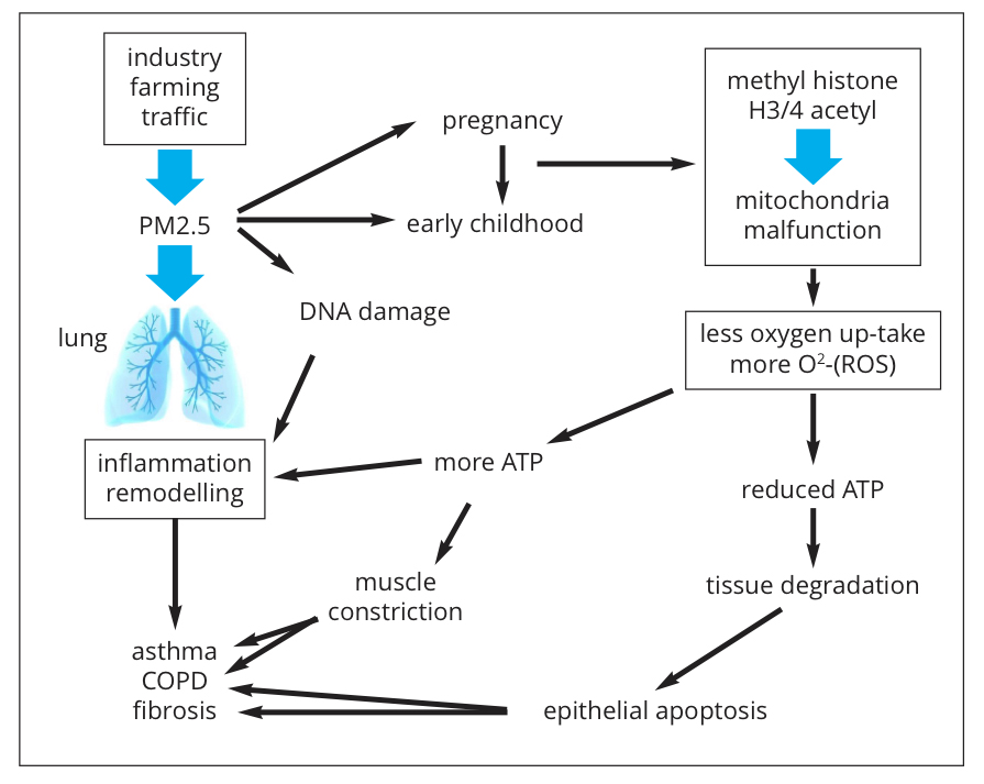 inflammatory lung diseases