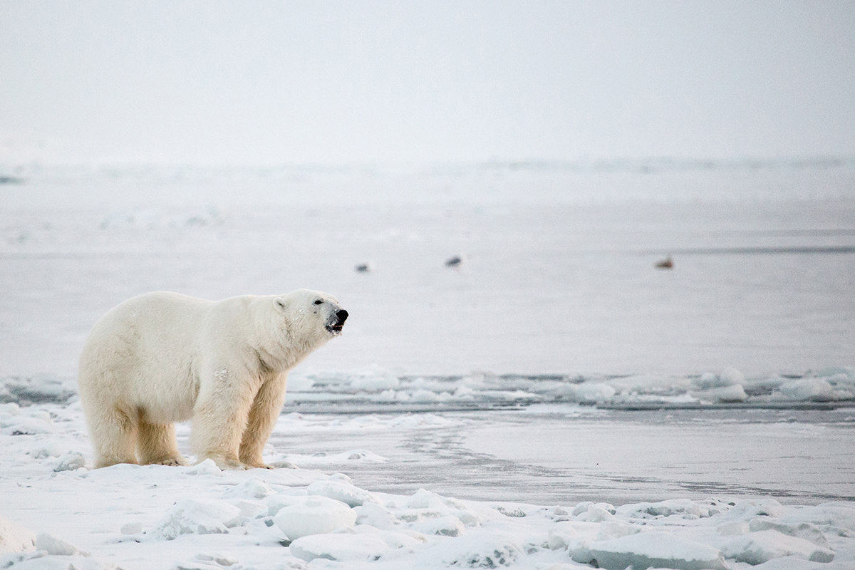 polar research