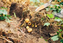 popular potato crop