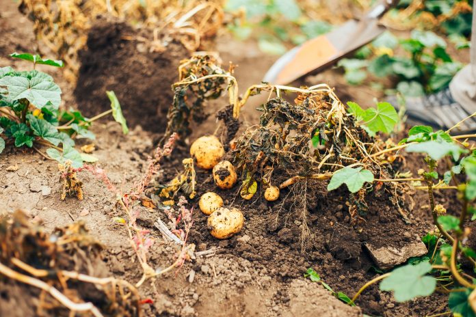 popular potato crop