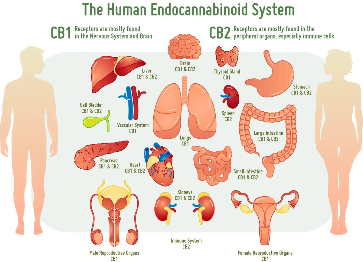 what is CBD, savage cabbage