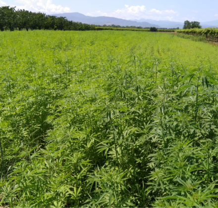 the future of hemp