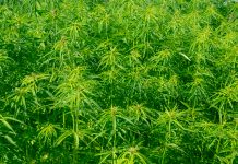 future of hemp