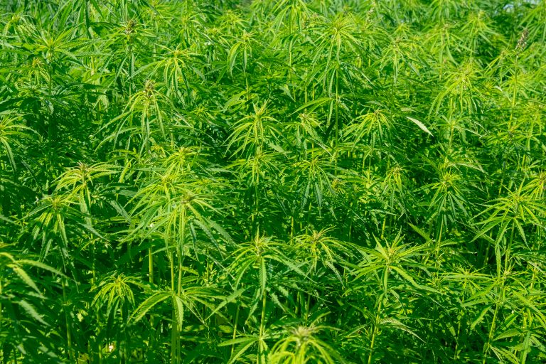 future of hemp