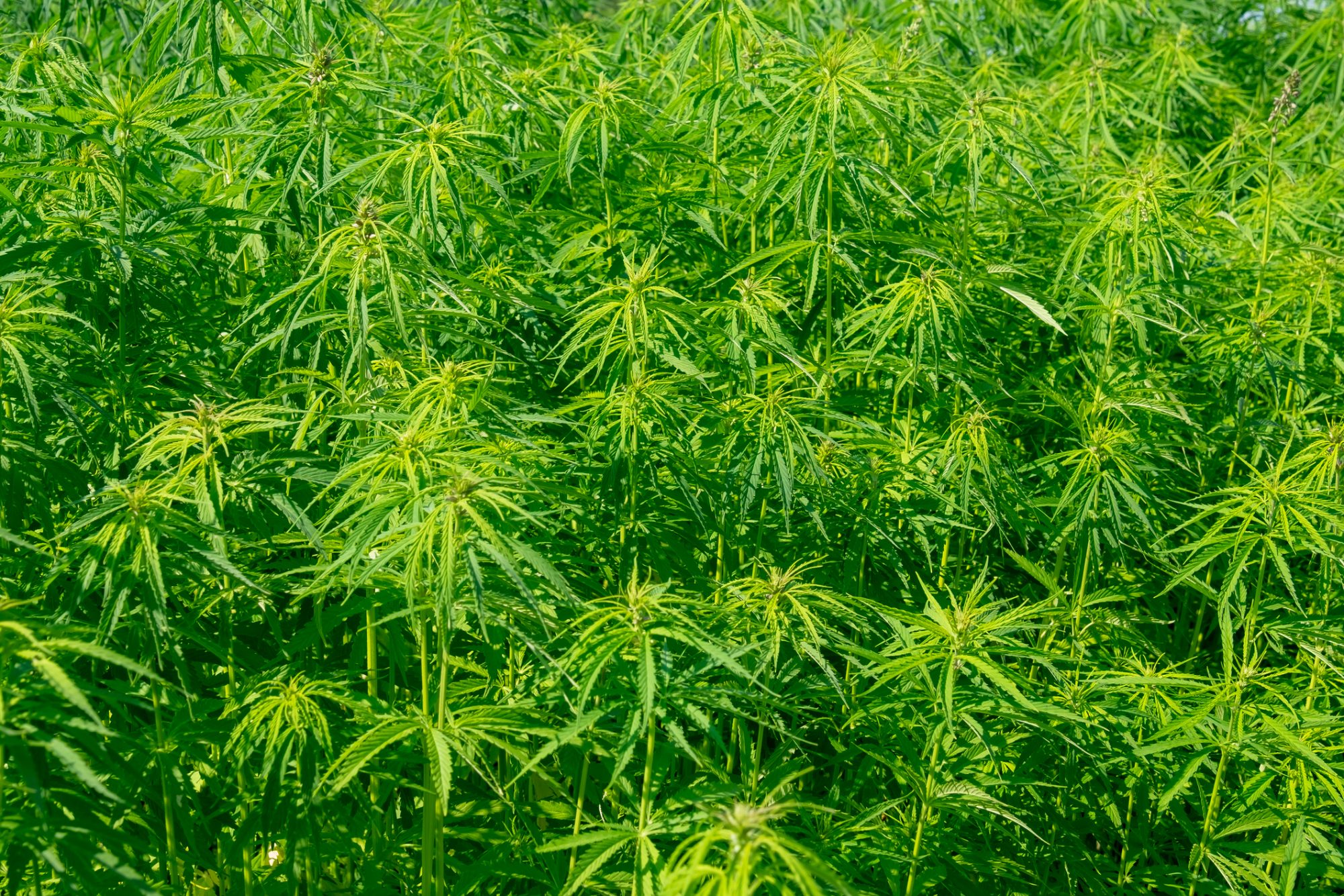The Future For Hemp What Is At Stake - 