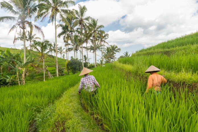 global food security, global open data