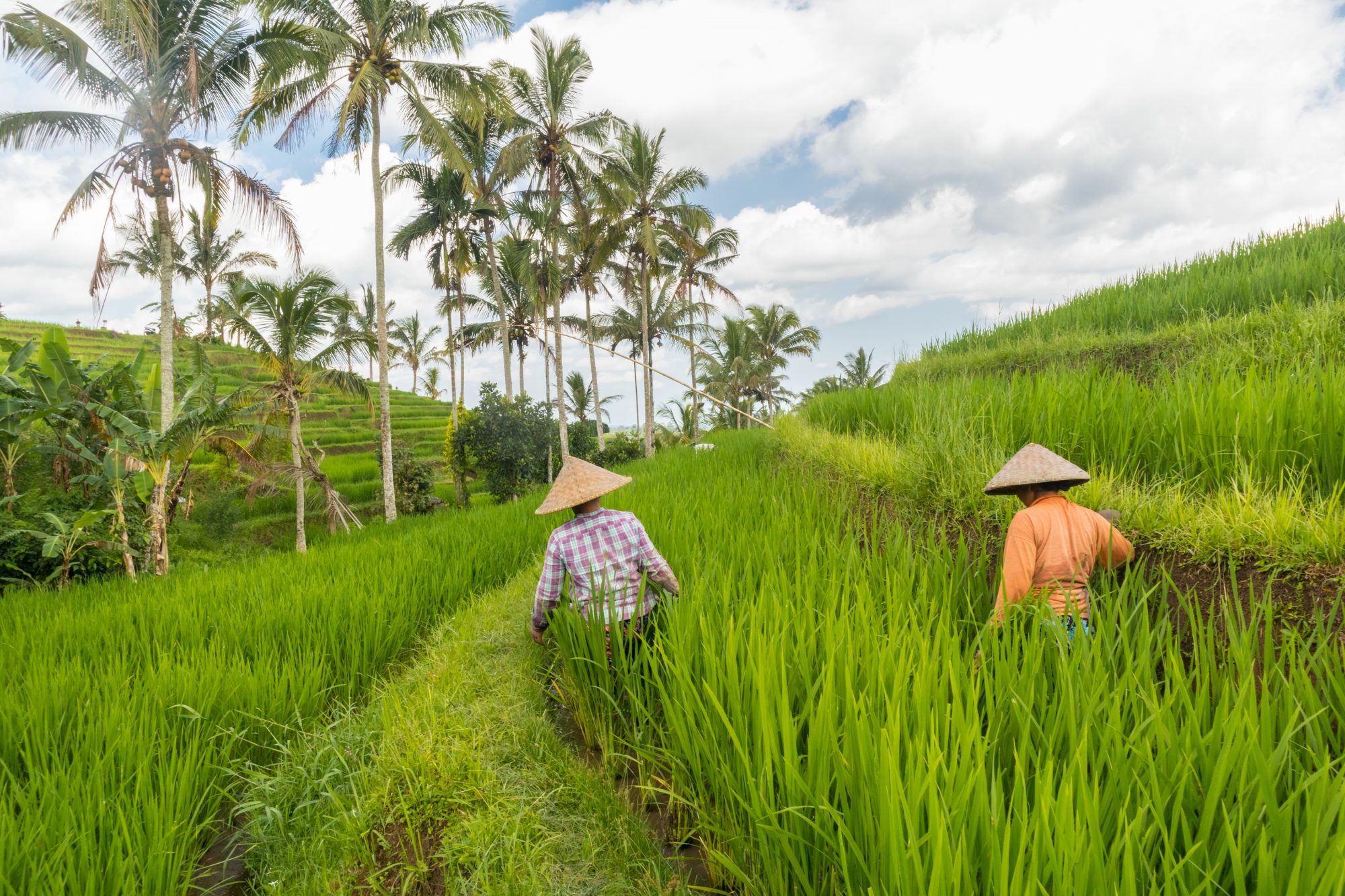 Open Data in global food security climate change and the 