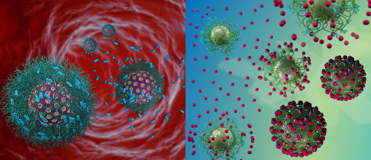 functional nanomaterials, biological targeting 