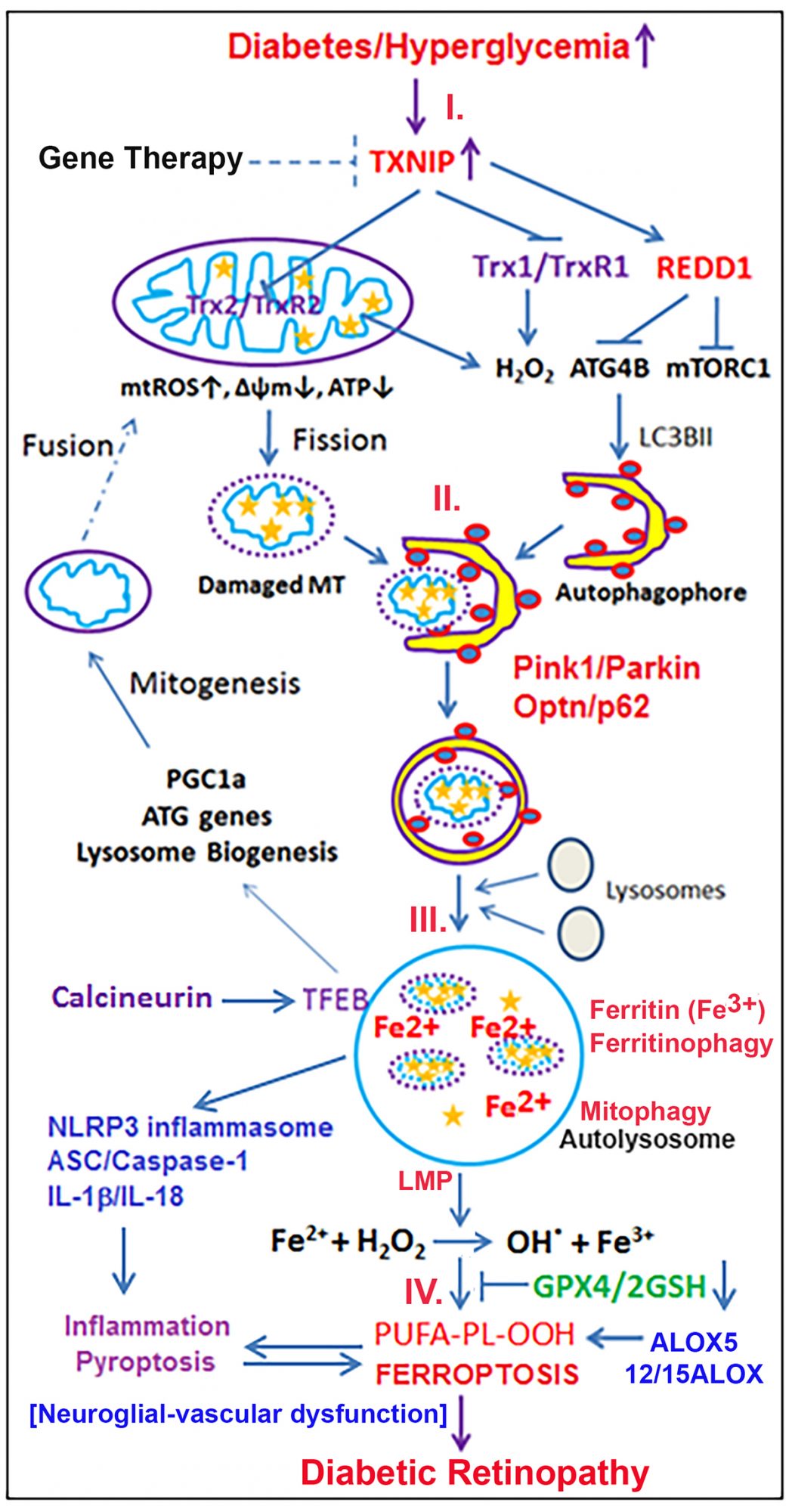 mitochondrial-lysosomal, diabetic retinopathy