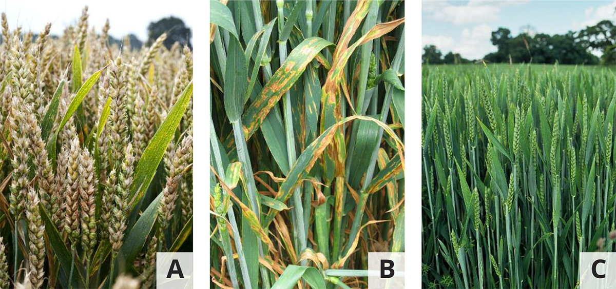 impact of wheat, plant pathology