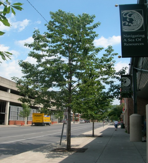 Oaks in restricted urban spaces