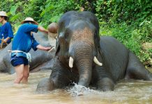 protection of elephants