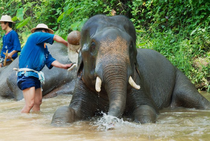 protection of elephants