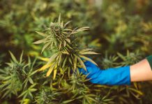 cannabis products, European Monitoring Centre for Drugs and Drug Addiction