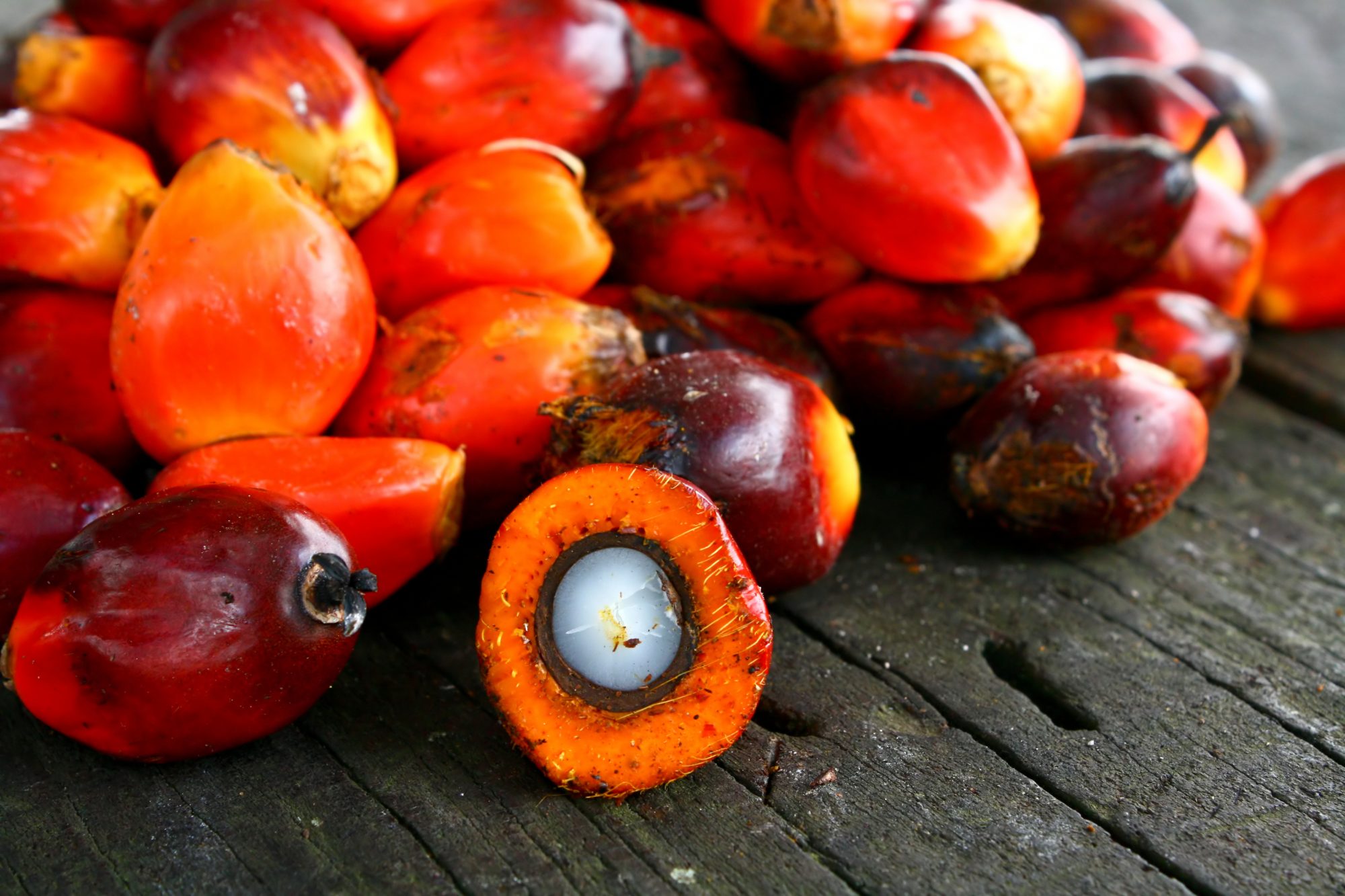 palm oil, indigenous forest