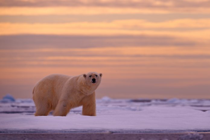 arctics true impact, impact on the climate