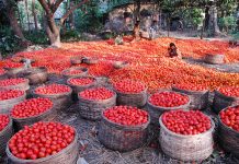 advances in plant pathology, tomato diseases