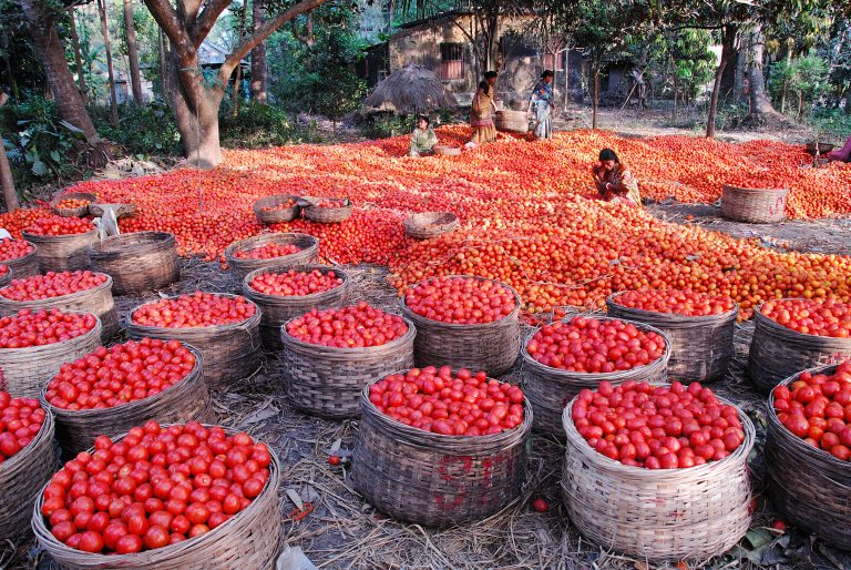 advances in plant pathology, tomato diseases