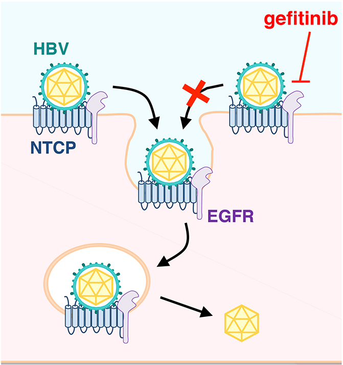 regulation of hepatitis B