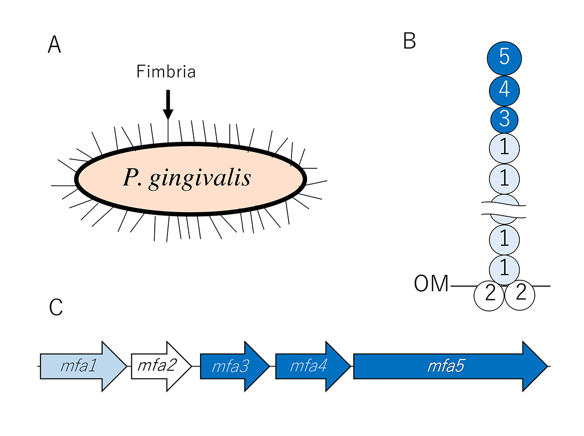 mfa1 fimbriae, Porphyromonas gingivalis,