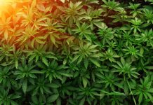 hemp industry for a sustainable future