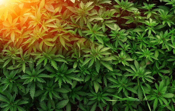 hemp industry for a sustainable future