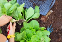 women in agriculture, AWIEF