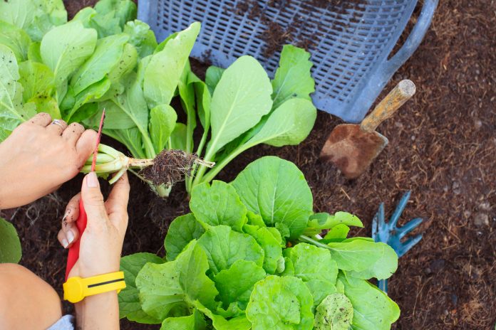 women in agriculture, AWIEF