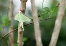 british butterflies, climate change