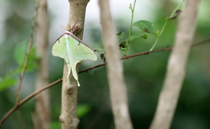 british butterflies, climate change