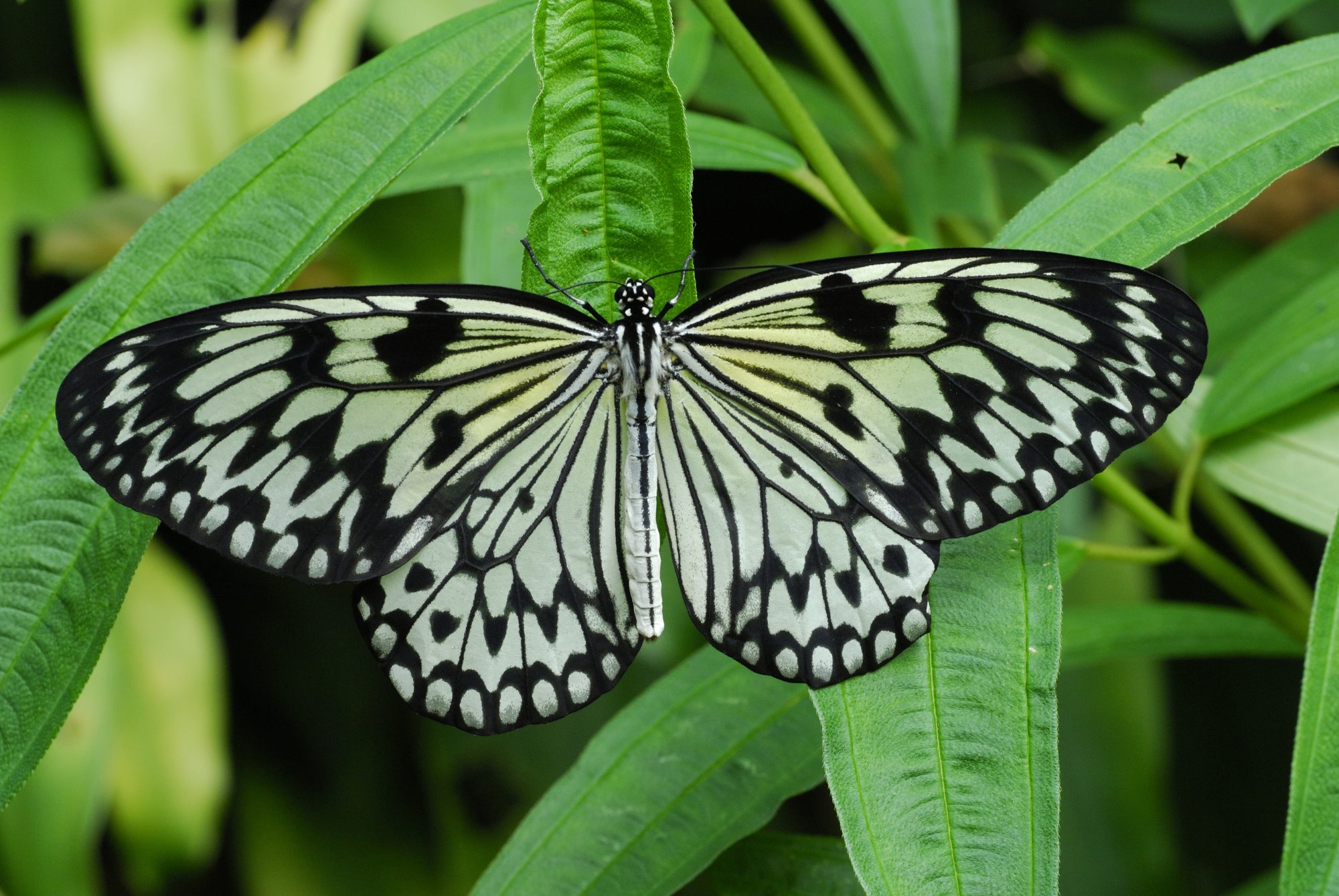 british butterflies, climate change