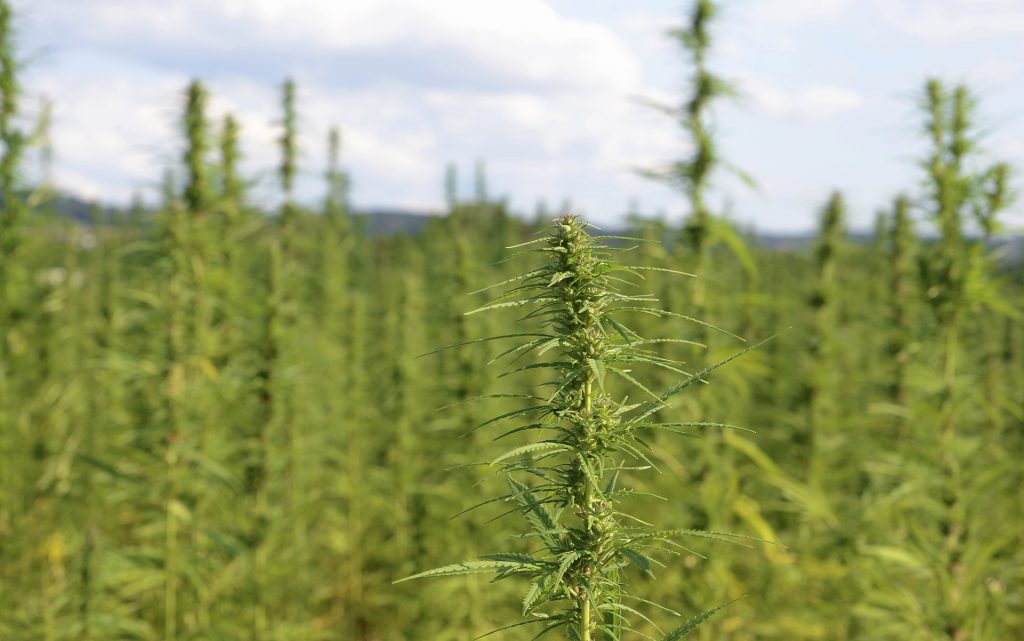 hemp market, central asian steppes