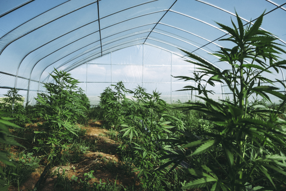 hemp market, central asian steppes