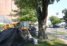 sustainable urban tree development, site assessment