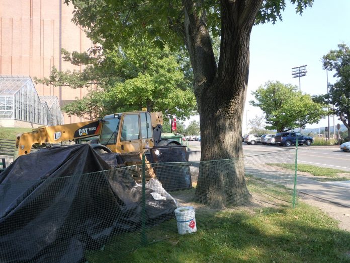 sustainable urban tree development, site assessment