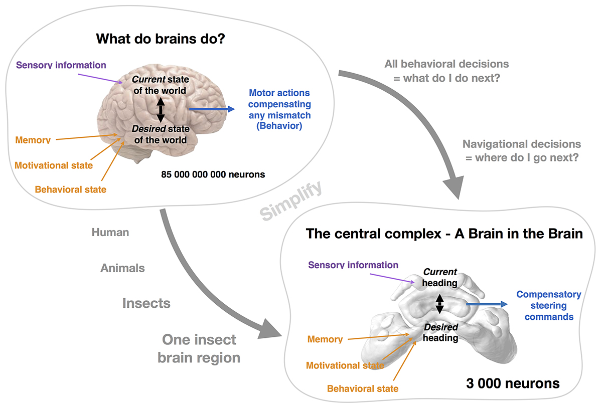 understand brain function, elementary navigation