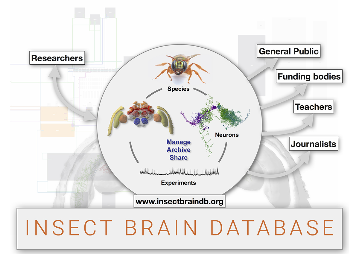 understand brain function, elementary navigation