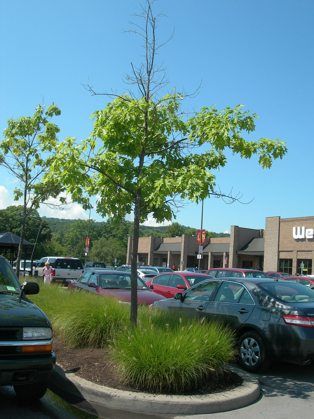 sustainable urban tree development, site assessment