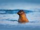climate resilient baltic sea, HELCOM