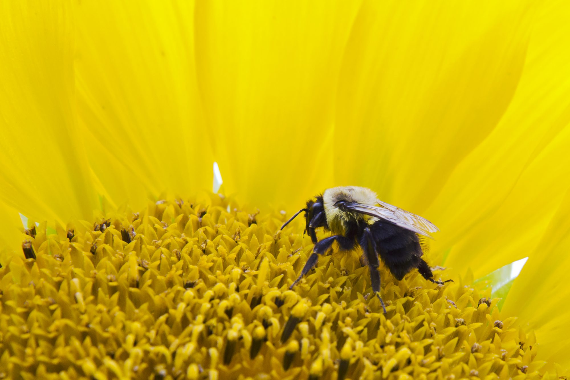 How Do Our Brains Respond to Yellow Flowers? - Article onThursd