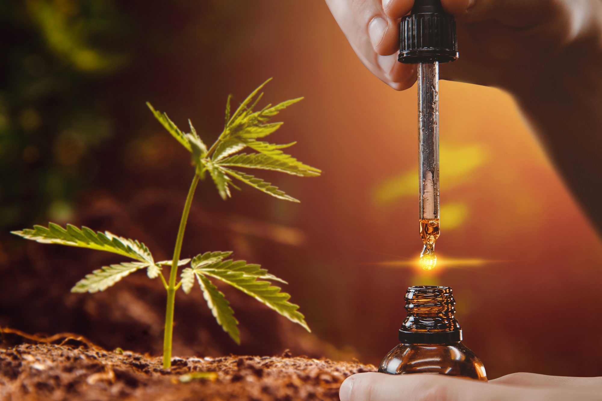 Cannabis oil: A preliminary study for the evaluation of brain effects