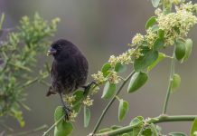 behaviour in galapagos finches, antipredator behaviour